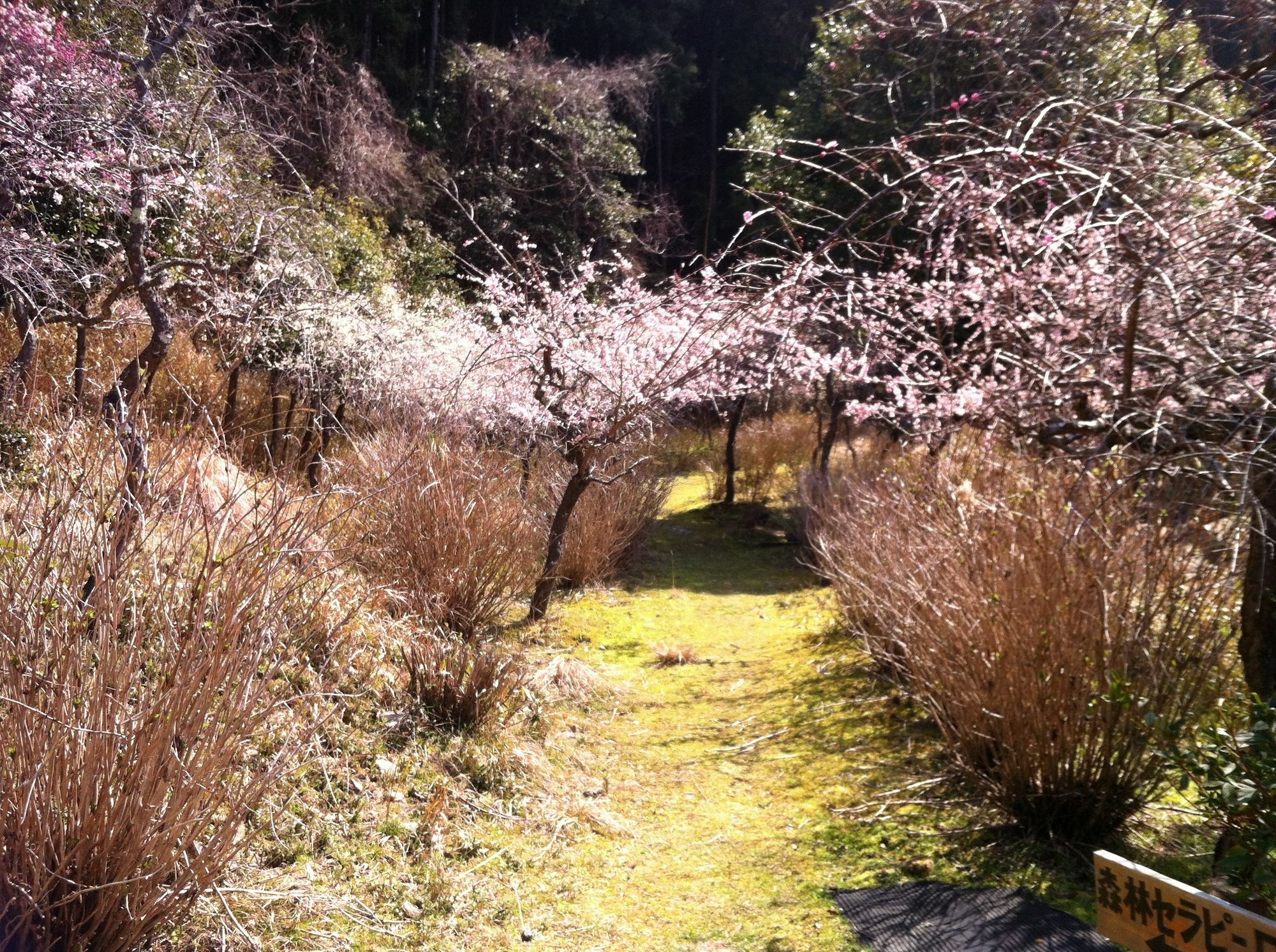 Hinotani Onsen Misugi Resort Tsu Dış mekan fotoğraf